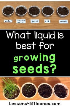 what liquid is best for growing seeds?