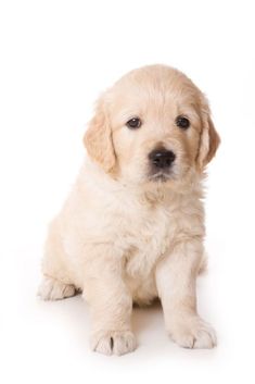 a small white dog sitting on top of a white floor