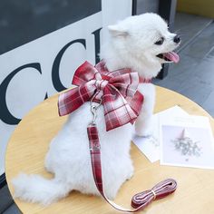 a small white dog wearing a red and white bow tie sitting on top of a wooden table