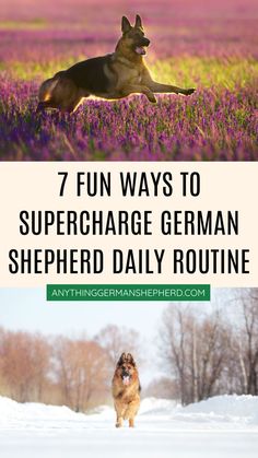 7 Fun Ways To Supercharge Their Daily Routine German Shepherd Puppy, Shepherd Puppy, Special Words, Shepherd Puppies, German Shepherd Puppies, Four Legged, Daily Routine, German Shepherd, Puppies