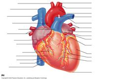 the human heart is labeled with labels