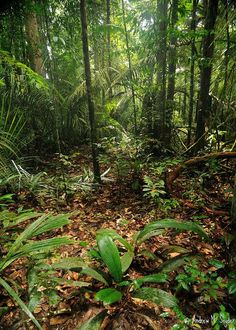 the forest is full of green plants and trees