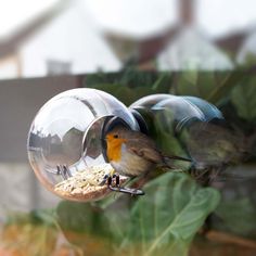 a bird is eating out of a glass ball hanging from a tree branch in front of a house