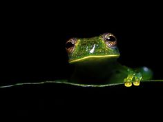 a green frog sitting on top of a leaf in the dark with its eyes wide open