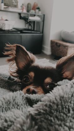 a small dog laying on top of a gray blanket