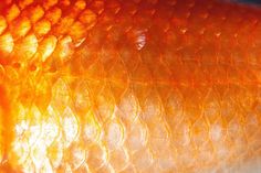 an orange fish's head is shown in this close up photo with the light shining on it