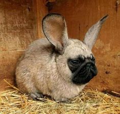 a small brown and black rabbit sitting on top of hay