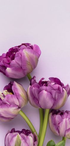 three purple flowers with green stems against a white background