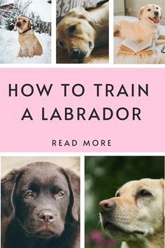 the cover of how to train a labrador, with pictures of dogs and their names