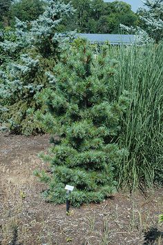 a small pine tree in the middle of a field