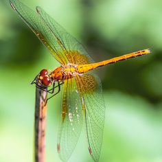 two orange and yellow dragonflies sitting on top of a plant