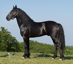 a large black horse standing on top of a lush green field next to a forest