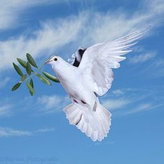 a white bird flying in the sky with an olive branch