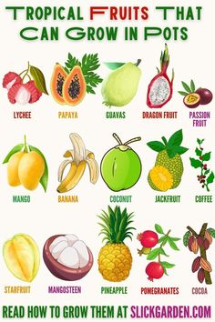 tropical fruits that can grow in pots