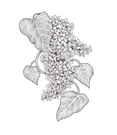 a black and white drawing of leaves and flowers