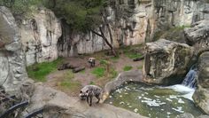 some animals are walking around in an enclosure by the water's edge and rocks