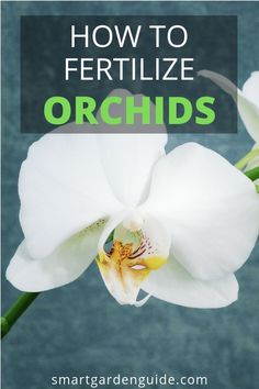 a white orchid with the words how to fertilize orchids on it