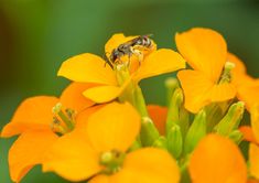 a bee sitting on top of a yellow flower