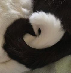 the black and white cat is curled up