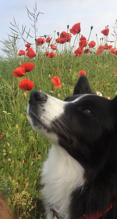 a black and white dog is looking up at red poppies in the field behind him