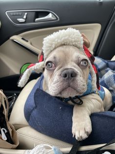 a small dog wearing a sheep hat sitting in a car seat