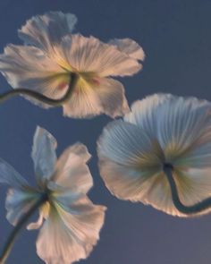 three white flowers are in the air with blue sky behind them and one is upside down