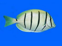 a white and black fish swimming in the water near some corals at night time