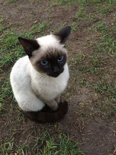 a siamese cat with blue eyes sitting in the grass