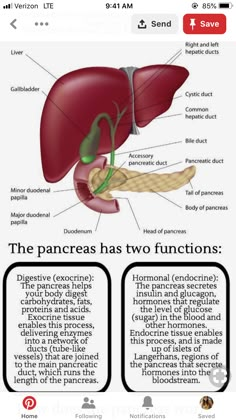 an image of the liver and pancreas with caption for each section below