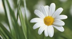 a white flower with yellow center surrounded by green grass