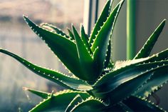 an aloei plant in front of a window