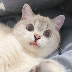 a close up of a cat laying on a bed with its tongue out and eyes wide open