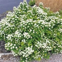 small white flowers are growing in the gravel