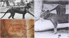 four different pictures of animals in black and white, including an animal that looks like a lizard