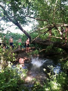 some people are playing in the water near trees and rocks, while others look on