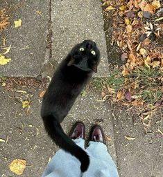 a black cat sitting on top of a person's feet and looking up at the sky