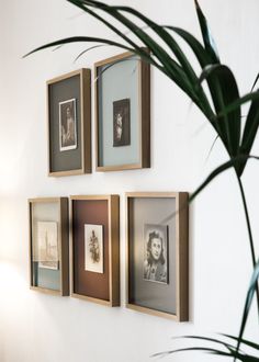 four framed photographs hang on the wall next to a potted plant