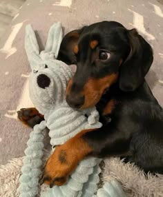 a dachshund puppy chewing on a toy that looks like a bunny rabbit