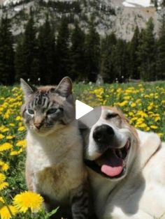 a cat and dog are laying in the grass with yellow dandelions behind them