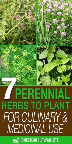 the cover of 7 perennial herbs to plant for culinary and medical use