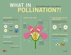 what is pollination and how does it work? infographical poster on green background