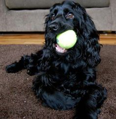 a black dog laying on the floor with a tennis ball in its mouth