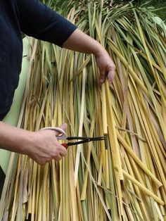 a person cutting up some grass with scissors and straw stalks on the ground next to them