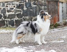 a small dog standing on top of a gravel road next to a stone wall and building