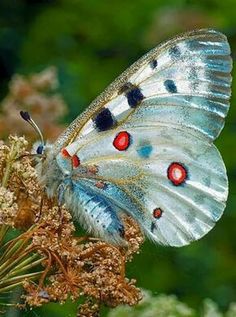 a large white butterfly sitting on top of a plant with red and black dots on its wings