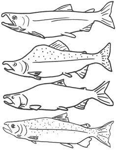 four different types of fish are shown in this black and white drawing, which includes three different kinds of fish