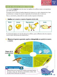 the spanish language poster shows different types of animals