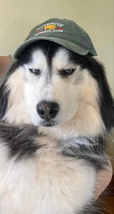 a black and white dog with a hat on it's head sitting in front of a person