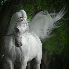 a white horse with an angel wings on it's head and tail, standing in the grass