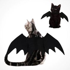 a cat sitting on top of a black bat